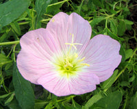 Pink Primrose Flower seeds for Planting - Bright Blooms, Heirloom & GMO Free Seeds for Home Garden