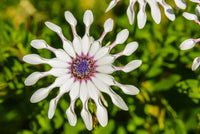 Shrubby Daisybush flowering seeds for gardens