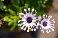 Non GMO Shrubby Daisybush seeds for gardening