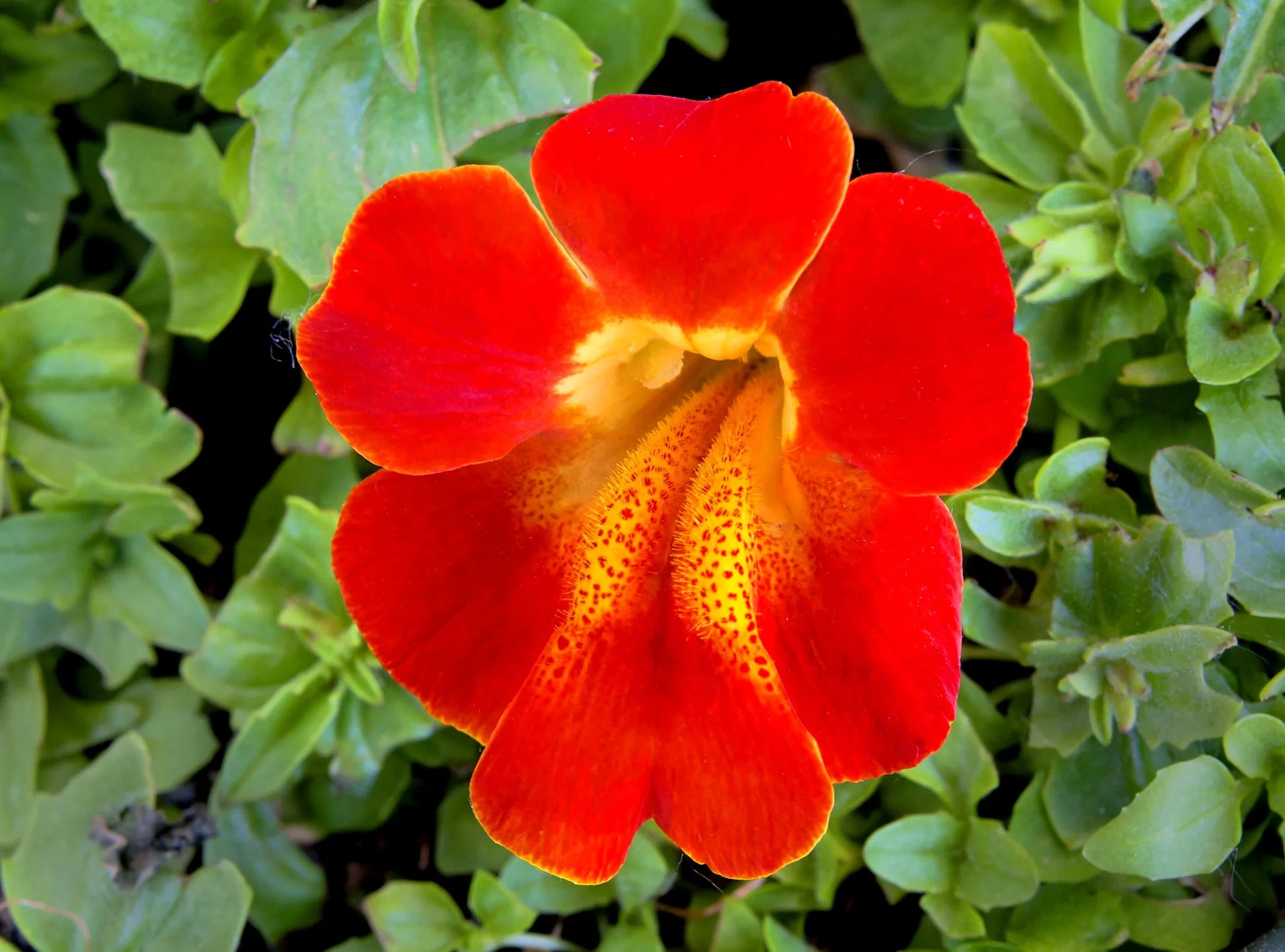 Red Monkey Flower Seeds for Planting and Gardening