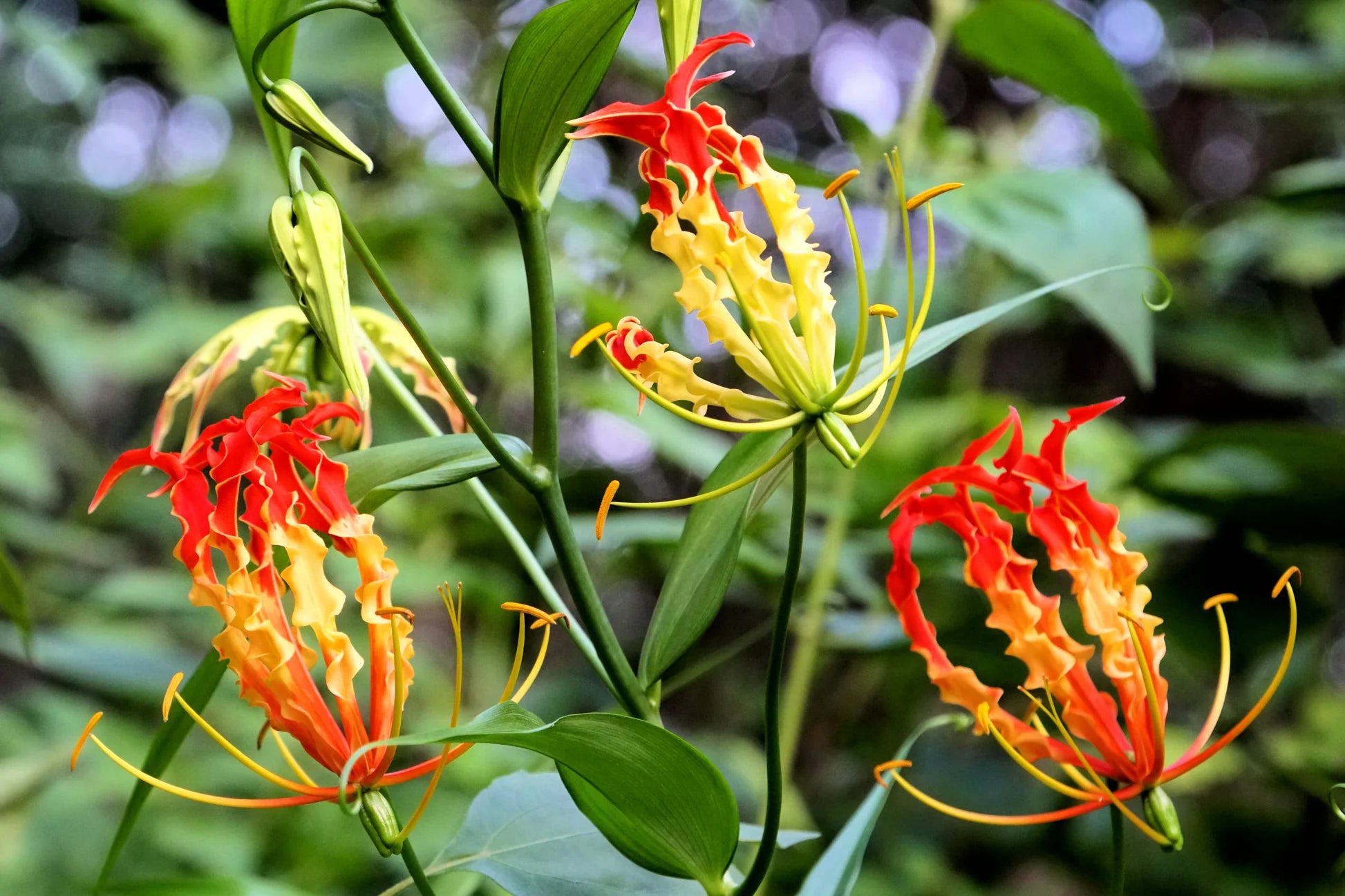 Red Yellow Gloriosa Rothschildiana Flower seeds for Planting - Fragrant Blossoms, Heirloom & GMO Free Seeds for Home Garden