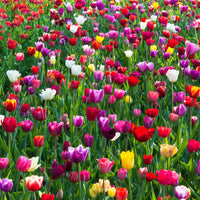 Purple Tulip Flower seeds for Planting Compact Growth Heirloom & GMO Free Seeds for Home Garden
 
 Sale