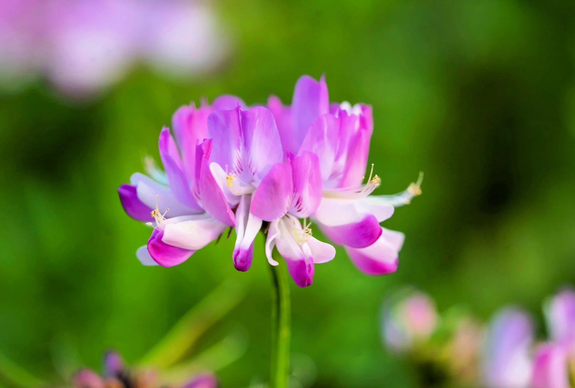 Pink Astragalus Sinicus Flower seeds for Planting - Wildflower Mix, Heirloom & GMO Free Seeds for Home Garden