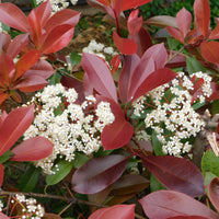 Photinia Flower seeds for Planting - Pollinator Friendly, Heirloom & GMO Free Seeds for Home Garden