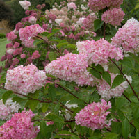 White Pink Hydrangea Flower seeds for Planting Low Maintenance Heirloom & GMO Free Seeds for Home Garden 
 
 Sale
