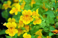 Yellow Mimulus Flower seeds for Planting - Low Maintenance, Heirloom & GMO Free Seeds for Home Garden