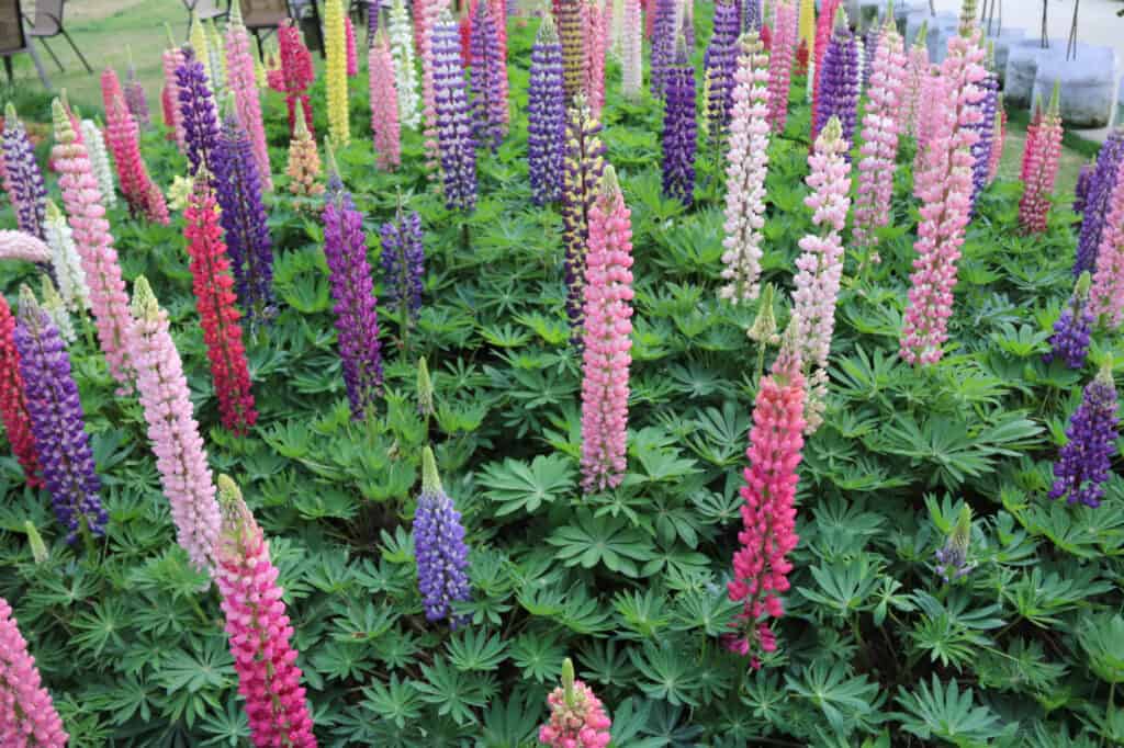 Lupine Flower seeds for Planting Shade Tolerant Heirloom & GMO Free Seeds for Home Garden