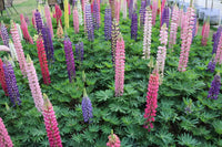 Lupine Flower seeds for Planting Shade Tolerant Heirloom & GMO Free Seeds for Home Garden