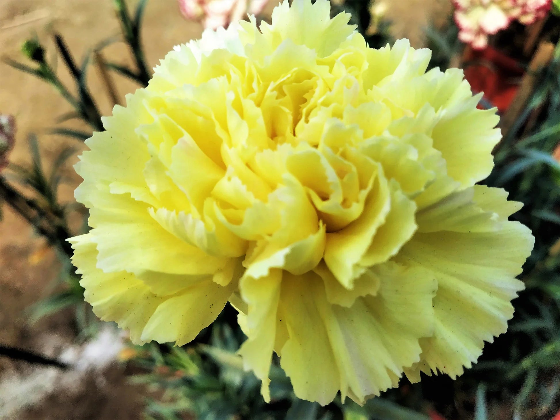 Yellow Caryophyllus Flower Planting Seeds
