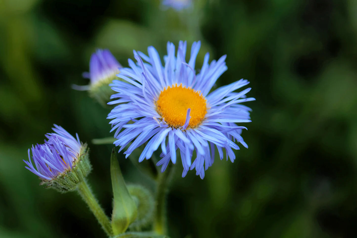 Blue Erigeron Flower seeds for Planting Compact Growth Heirloom & GMO Free Seeds for Home Garden 
 
 Sale