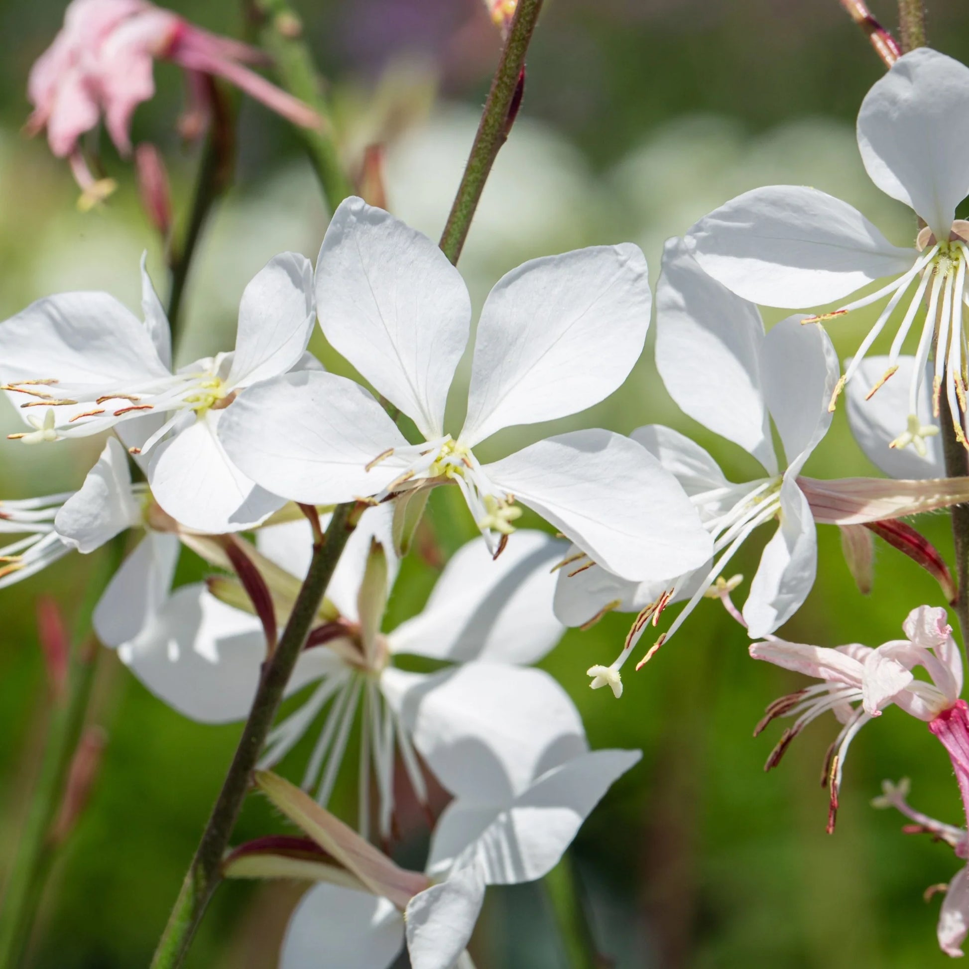 Gaura Lindheimeri Flower seeds for Planting - Colorful Display, Heirloom & GMO Free Seeds for Home Garden