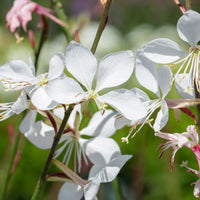 Gaura Lindheimeri Flower seeds for Planting - Colorful Display, Heirloom & GMO Free Seeds for Home Garden
