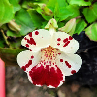 White Mimulus Flower Seeds for Planting  Seed for Lush Gardens and Delightful Blooms