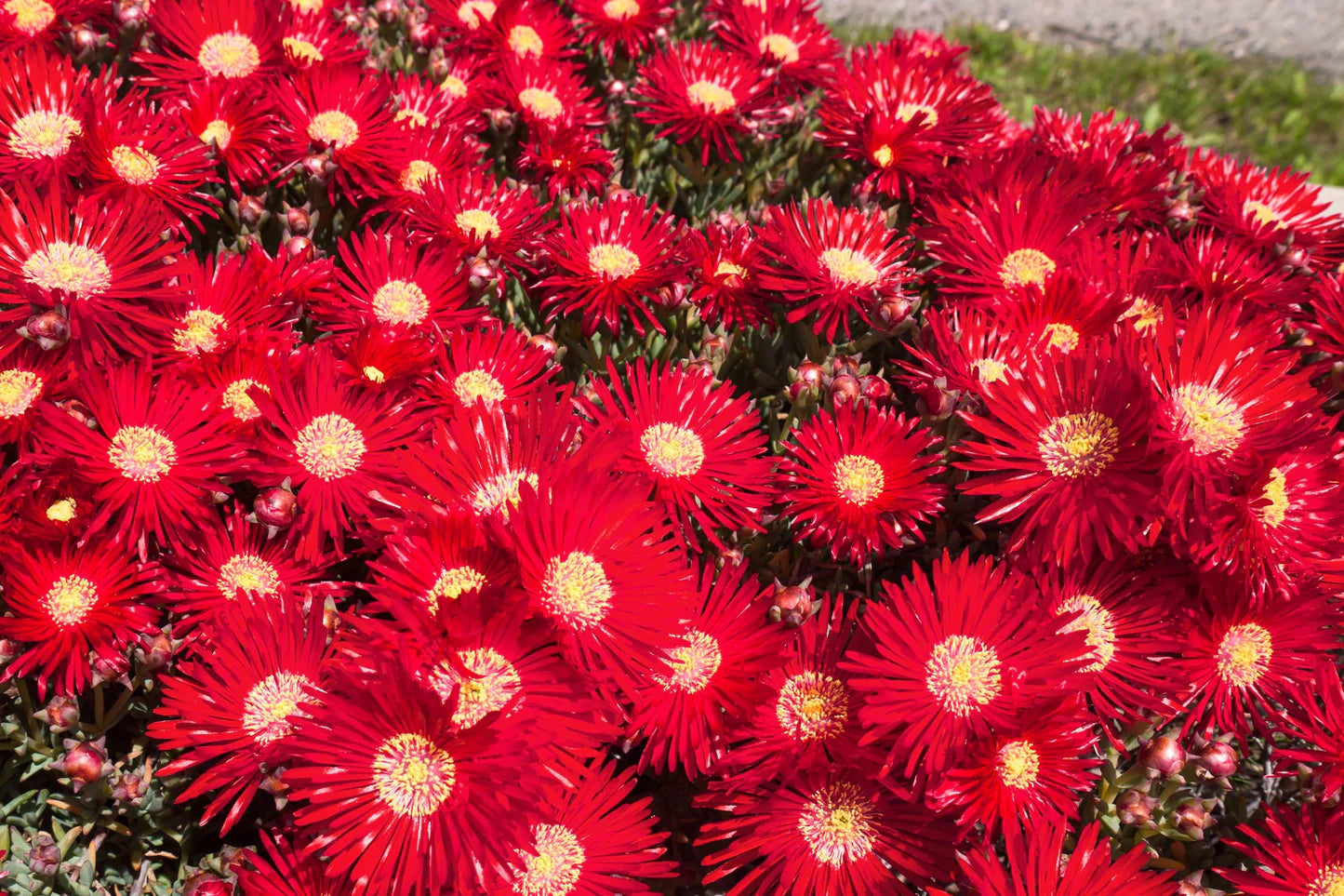 Bright Red Ice Plant Seeds for Planting home garden flower bed
