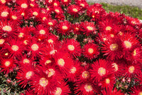 Bright Red Ice Plant Seeds for Planting home garden flower bed