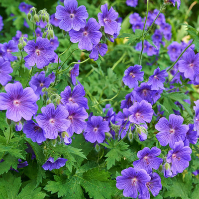 100 Pcs