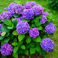 Violet Hydrangea Flower seeds for Planting Bright Blooms Heirloom & GMO Free Seeds for Home Garden
 
 Sale