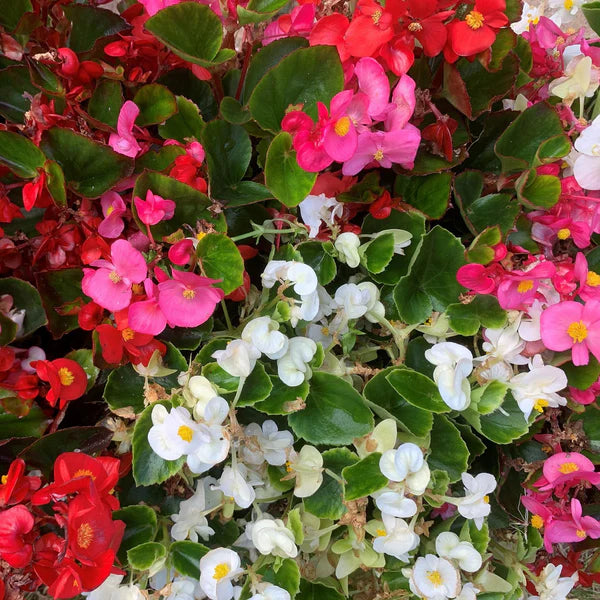 Begonia Semperflorens Flower seeds for Planting Garden Favorite Heirloom & GMO Free Seeds for Home Garden 
 
 Sale
