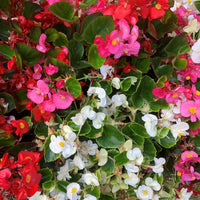 Begonia Semperflorens Flower seeds for Planting Garden Favorite Heirloom & GMO Free Seeds for Home Garden 
 
 Sale