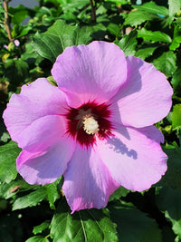 Rose of Sharon Hibiscus Seeds Flower seeds for Planting Low Maintenance Heirloom & GMO Free Seeds for Home Garden