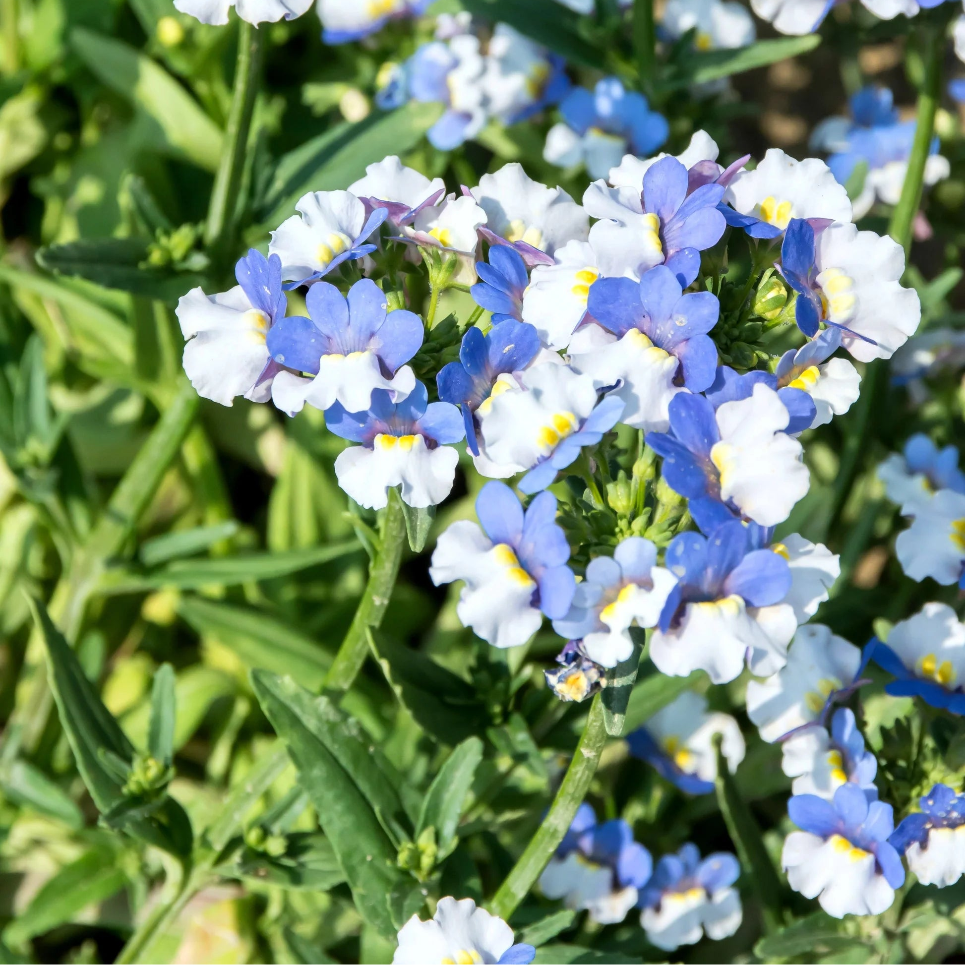 Blue White Nemesia Flower seeds for Planting Shade Tolerant Heirloom & GMO Free Seeds for Home Garden 
 
 Sale