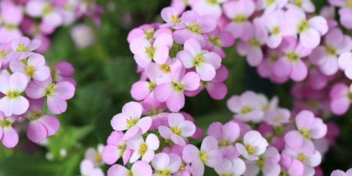 Pink White Rock Cress Flower Seeds for Planting Bright Blooms Heirloom & GMO Free Seeds for Home Garden
 
 Sale