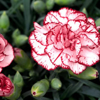 Red White Carnation Flower Seeds Planting