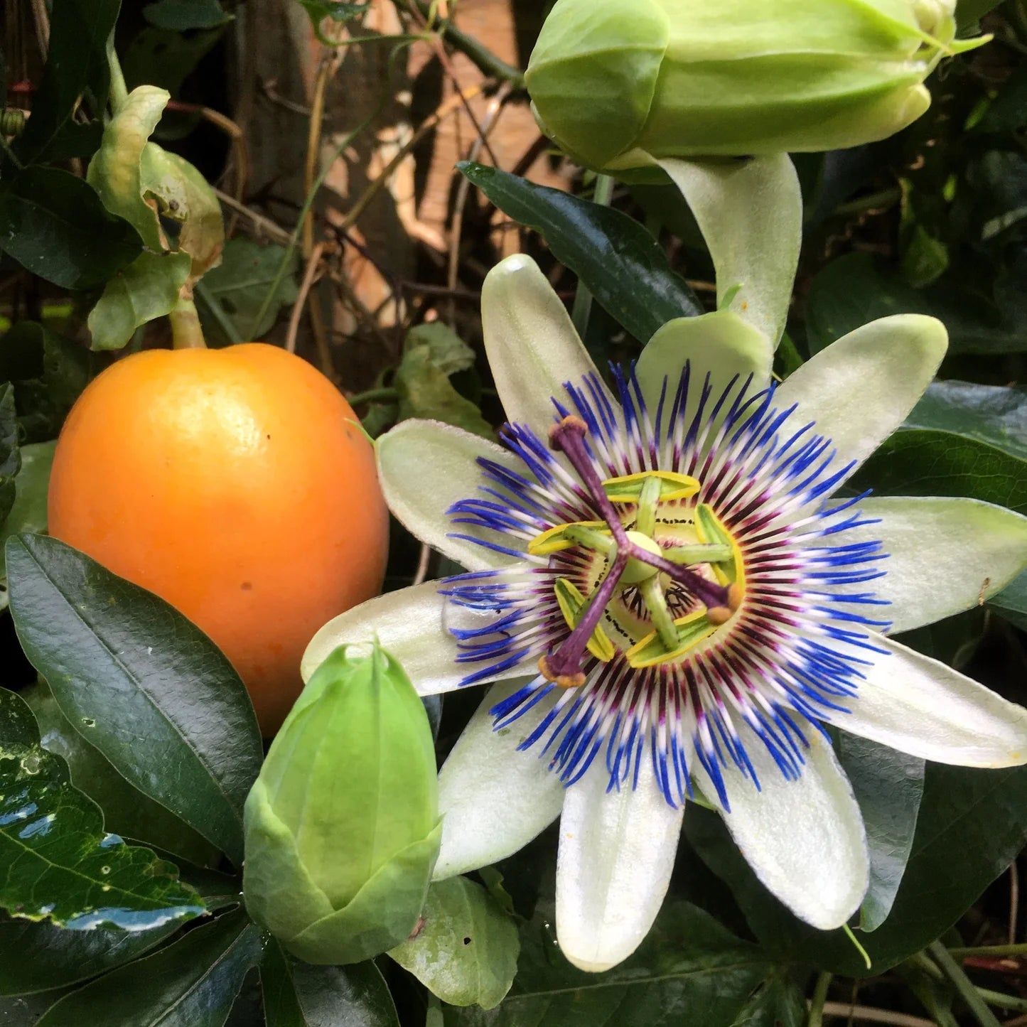 Passion Flower seeds for Planting Seasonal Bloomer Heirloom & GMO Free Seeds for Home Garden