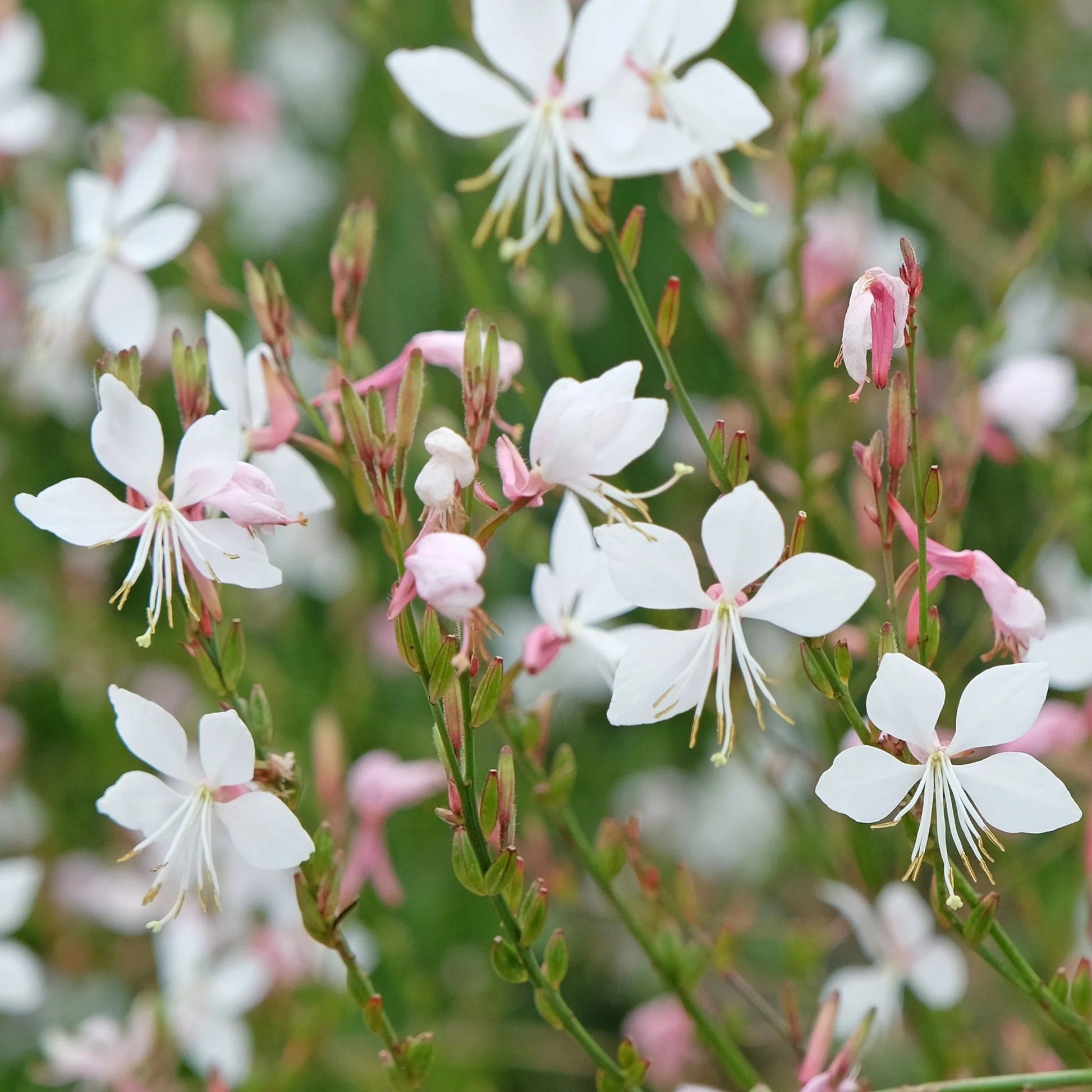 Gaura Lindheimeri Flower seeds for Planting - Colorful Display, Heirloom & GMO Free Seeds for Home Garden