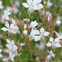 Gaura Lindheimeri Flower seeds for Planting - Colorful Display, Heirloom & GMO Free Seeds for Home Garden