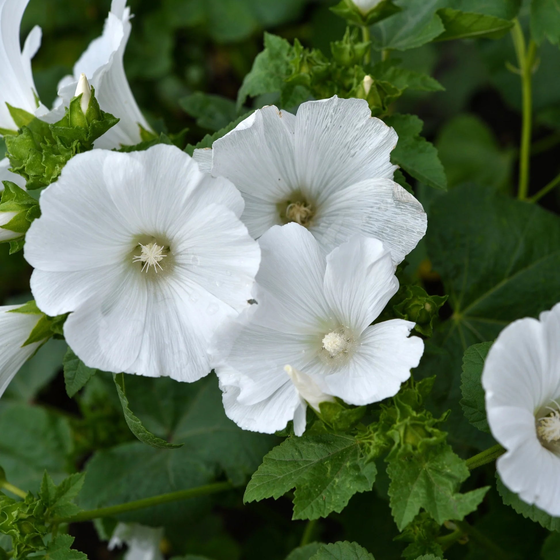 White Lavatera Flower seeds for Planting Drought Tolerant Heirloom & GMO Free Seeds for Home Garden
 
 Sale