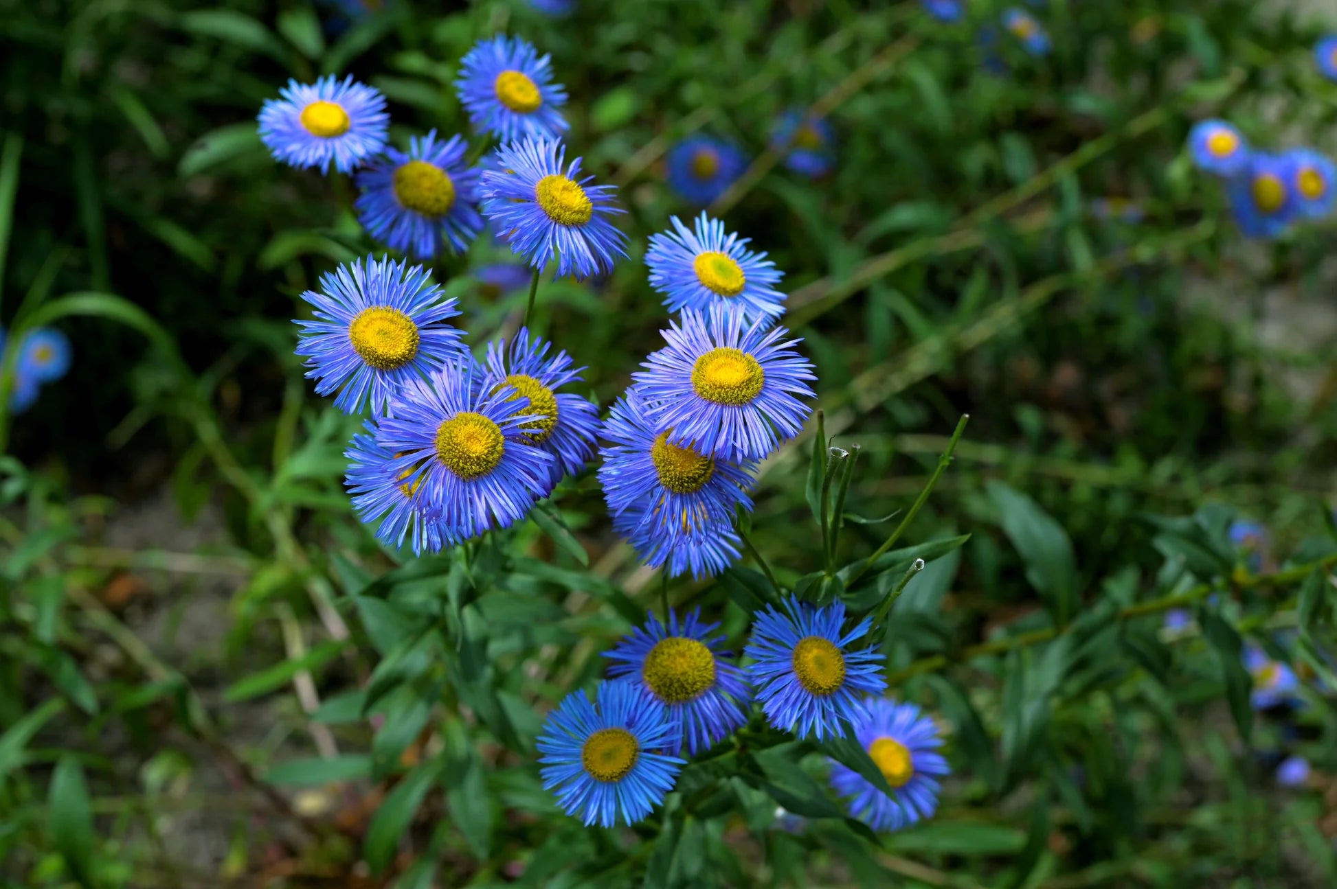 Blue Erigeron Flower seeds for Planting Compact Growth Heirloom & GMO Free Seeds for Home Garden 
 
 Sale