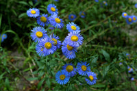 Blue Erigeron Perennial Flower seeds for Planting Seasonal Bloomer Heirloom & GMO Free Seeds for Home Garden 
 
 Sale