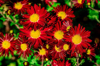 Chrysanthemum Robinson Flower seeds for Planting Easy to Grow Heirloom & GMO Free Seeds for Home Garden