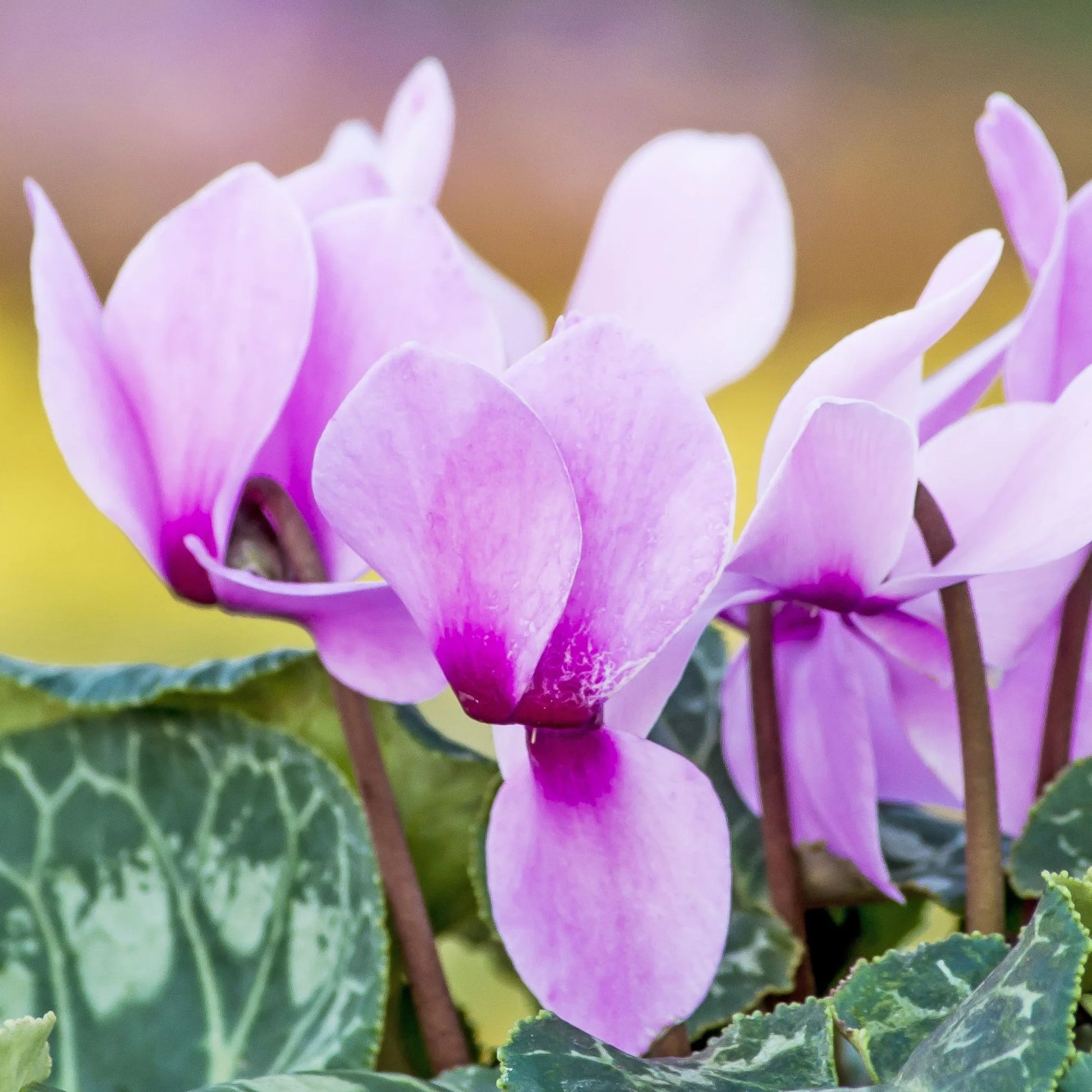 Lavender White Cyclamen Flower seeds for Planting - Wildflower Mix, Heirloom & GMO Free Seeds for Home Garden