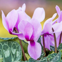 Lavender White Cyclamen Flower seeds for Planting - Wildflower Mix, Heirloom & GMO Free Seeds for Home Garden
