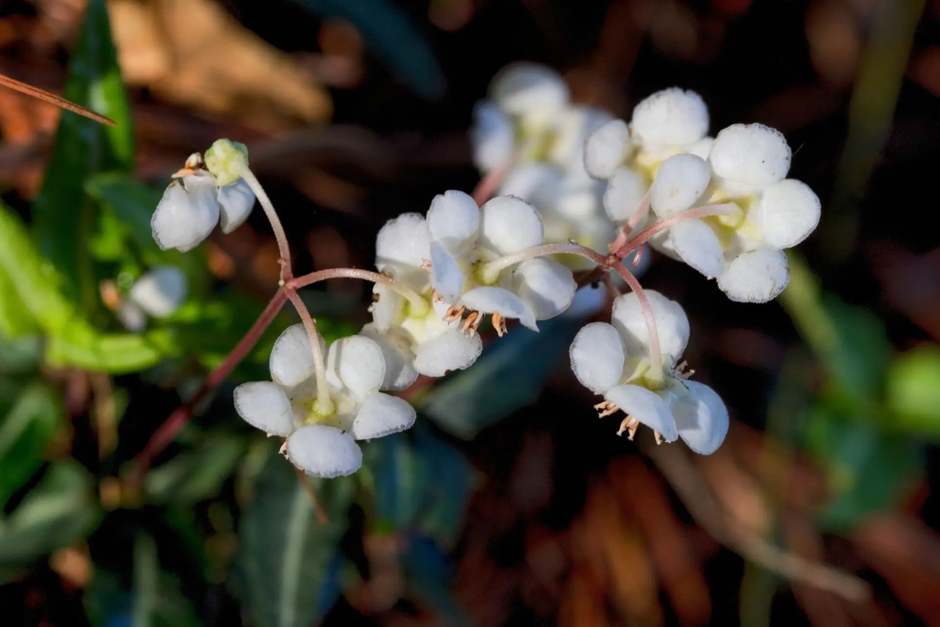Wintergreen Flower seeds for Planting Perfect for Borders Heirloom & GMO Free Seeds for Home Garden