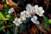 Wintergreen Flower seeds for Planting Perfect for Borders Heirloom & GMO Free Seeds for Home Garden