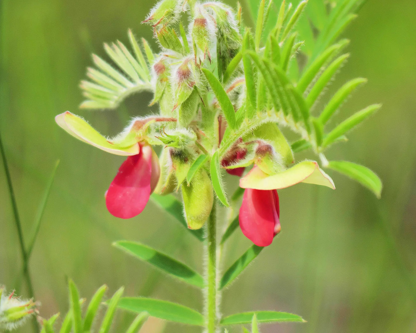 Goat's Rue Flower seeds for Planting Seasonal Bloomer Heirloom & GMO Free Seeds for Home Garden