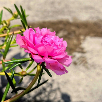 Pink MossRose Flower seeds for Planting Drought Tolerant Heirloom & GMO Free Seeds for Home Garden 
 
 Sale seeds for home garden planting