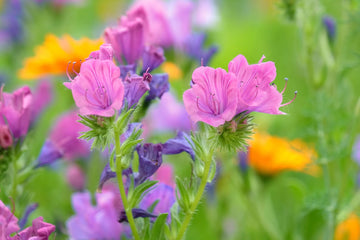 Pink Rose Bedder Flower seeds for Planting - Garden Favorite, Heirloom & GMO Free Seeds for Home Garden
