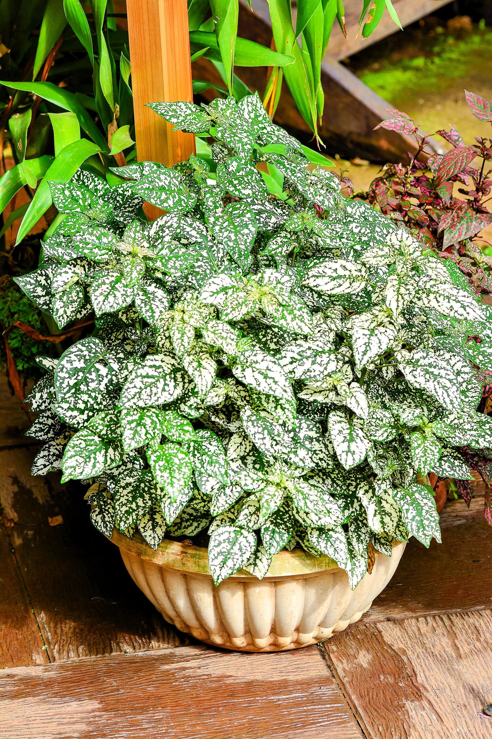 White Green Hypoestes Polka Flower seeds for Planting - Wildflower Mix, Heirloom & GMO Free Seeds for Home Garden