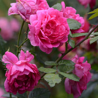 Climbing Rose Flower seeds for Planting, Compact Growth Heirloom & GMO Free Seeds for Home Garden