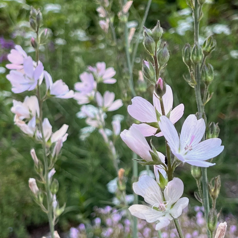 White Checkermallow Flower seeds for Planting - Long Bloom Season, Heirloom & GMO Free Seeds for Home Garden