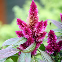 Purple Celosia Spicata Flower seeds for Planting - Easy to Grow, Heirloom & GMO Free Seeds for Home Garden