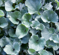 Blue Dichondra Flower seeds for Planting - Pollinator Friendly, Heirloom & GMO Free Seeds for Home Garden