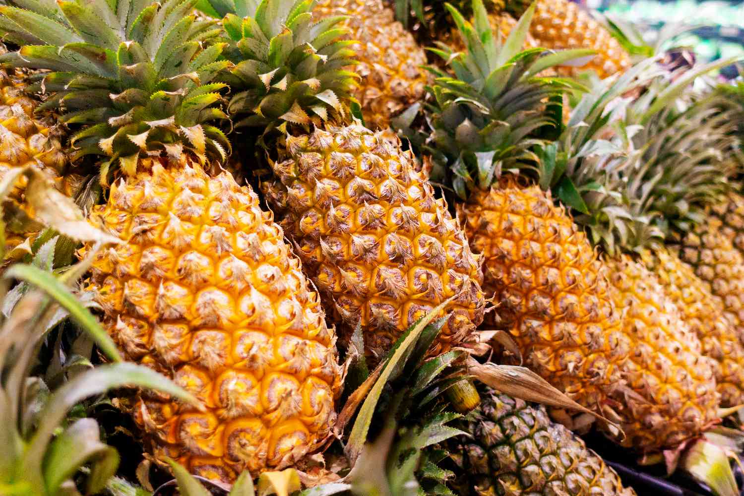 Pineapple Seeds for Planting  Grow Your Own Pineapple Fruits
