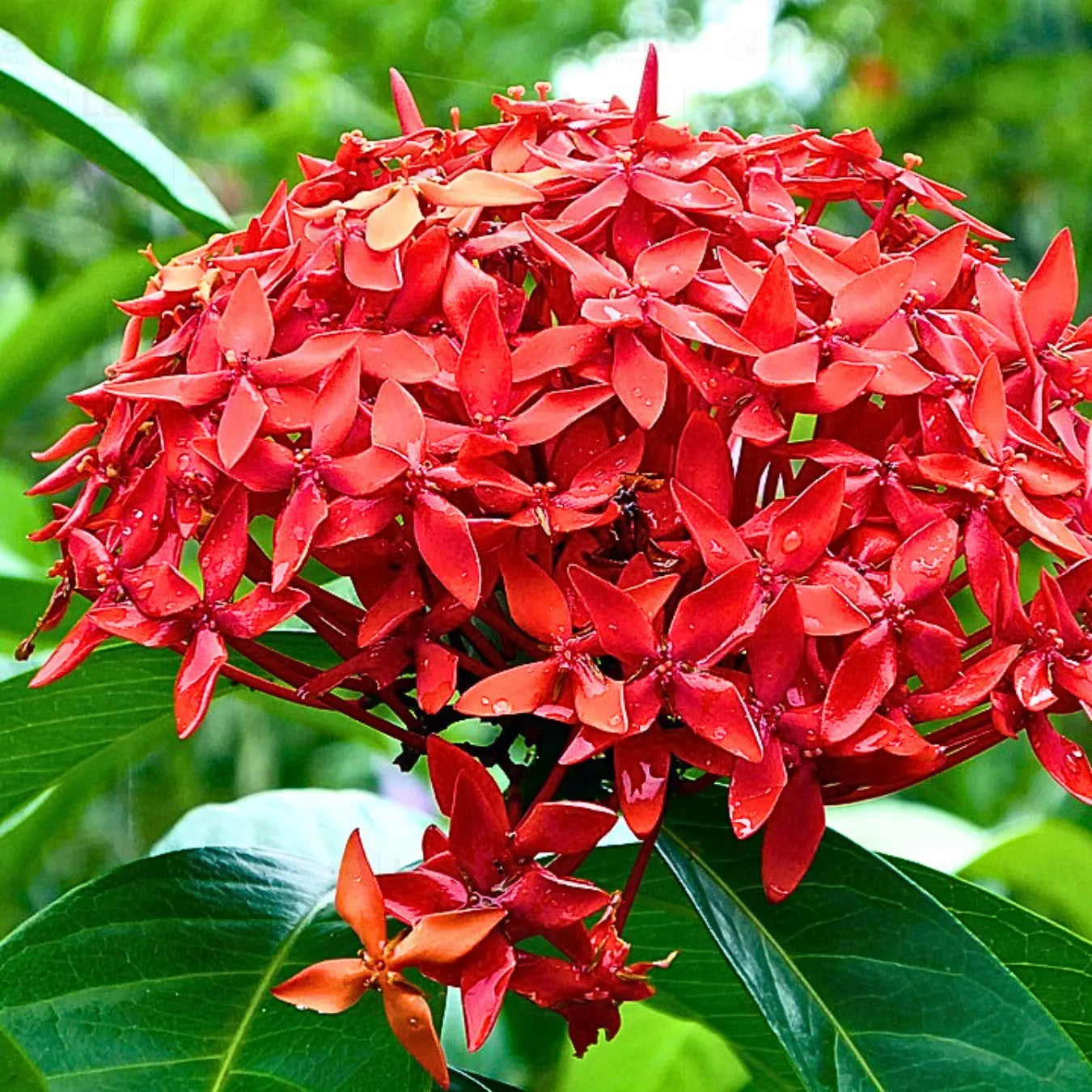 Ixora Flower seeds for Planting - Fragrant Blossoms, Heirloom & GMO Free Seeds for Home Garden