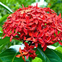 Ixora Flower seeds for Planting - Fragrant Blossoms, Heirloom & GMO Free Seeds for Home Garden