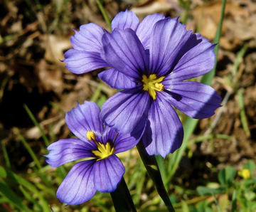 Sisyrinchium Flower seeds for Planting Low Maintenance Heirloom & GMO Free Seeds for Home Garden 
 
 Sale